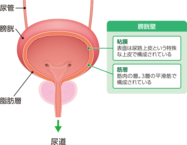 膀胱の構造