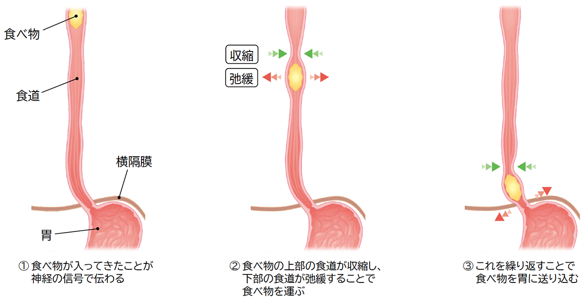 図：食べ物を胃に運ぶ食道の動き