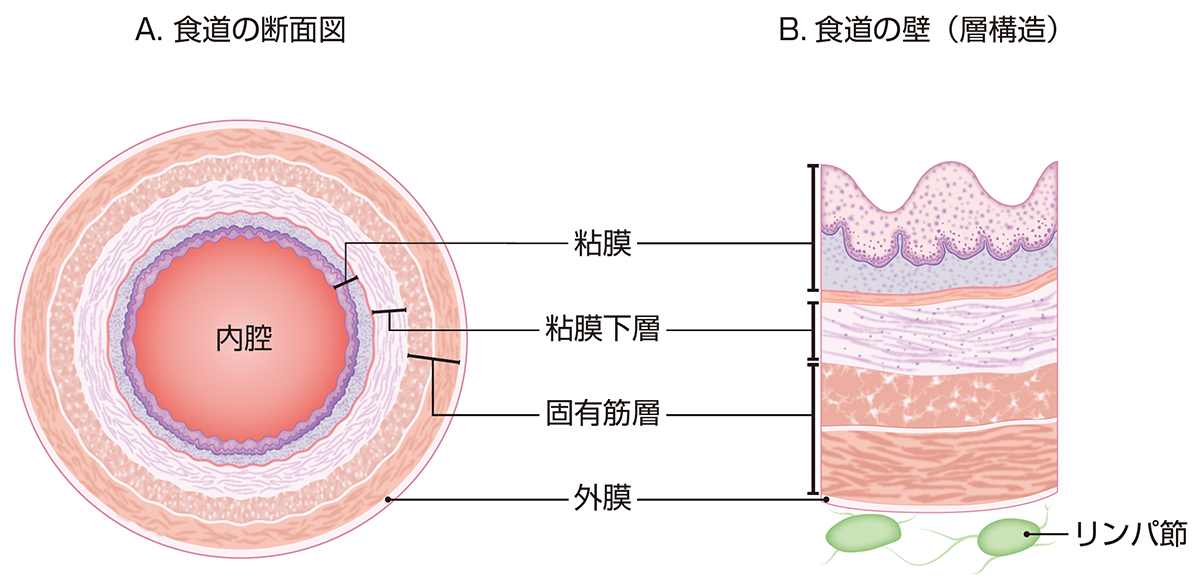 図：食道の構造