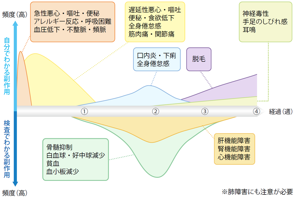 主な副作用と発現時期の目安
