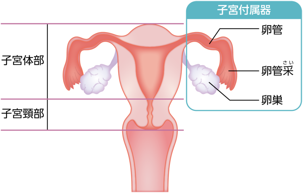 子宮・卵巣の構造