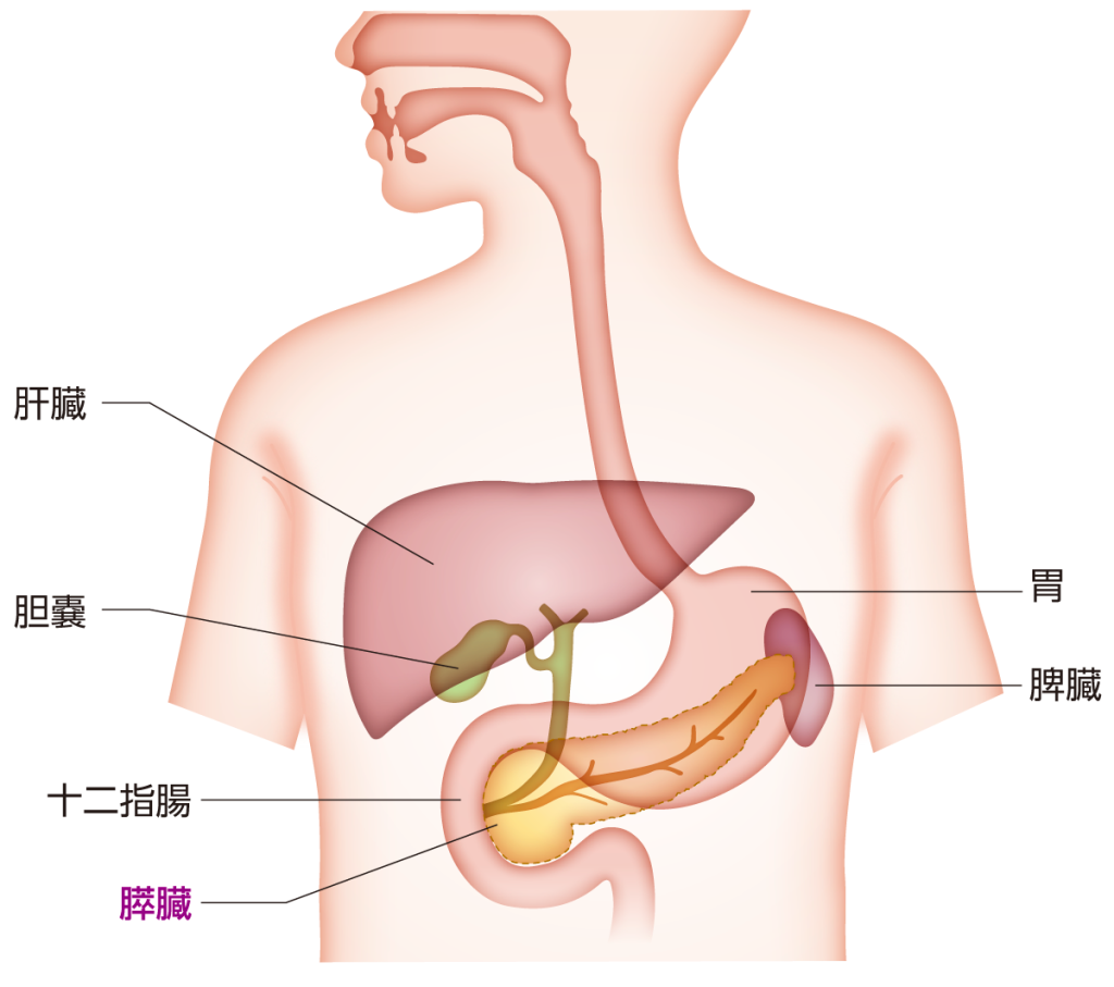 膵臓の位置と機能 膵がん Msd Oncology がんを生きる