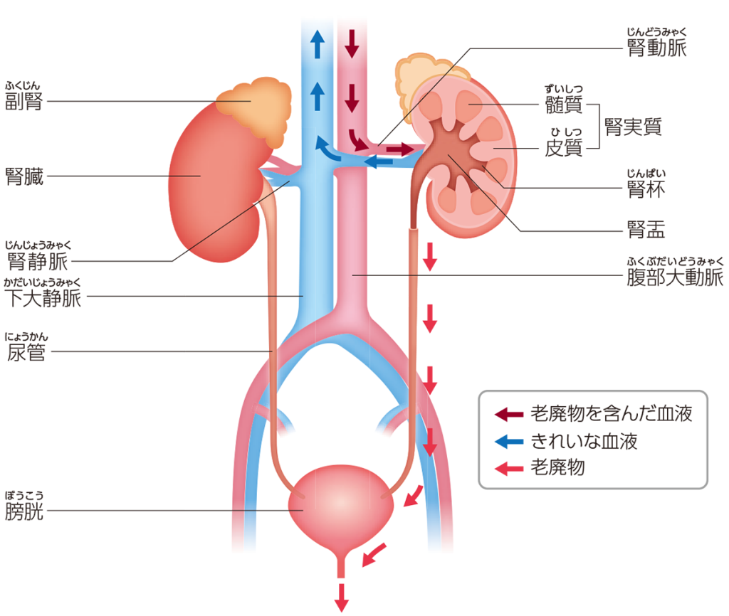 腎臓と周囲の構造