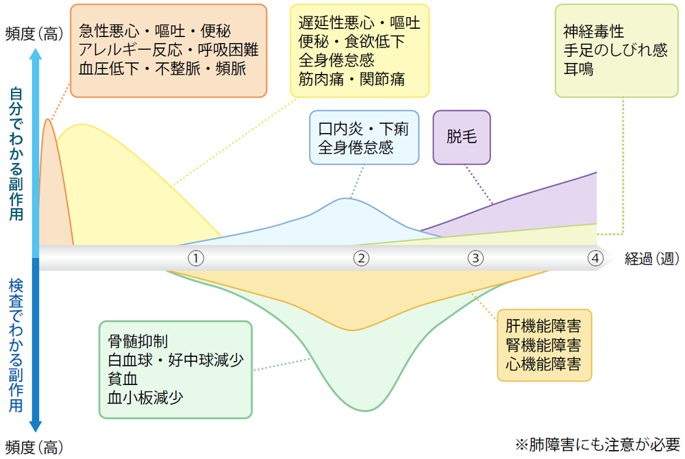 主な副作用と発現時期の目安