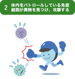 2.体内をパトロールしている免疫細胞が異物を見つけ、攻撃する