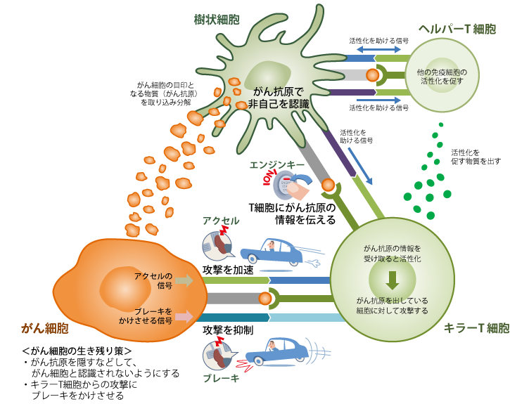 樹状細胞 ・がん細胞の目印となる物質（がん抗原）を取り込み分解 ・がん抗原で非自己を認識 ・T細胞にがん抗原の情報を伝える ヘルパーT細胞 ・他の免疫細胞の活性化を促す ・活性化を促す物質を出す キラーT細胞 ・がん抗原の情報を受け取ると活性化 ・がん抗原を出している細胞に対して攻撃する がん細胞 〈がん細胞の生き残り策〉 ・がん抗原を隠すなどして、がん細胞として認識されないようにする ・キラーT細胞からの攻撃にブレーキをかけさせる