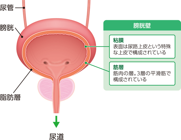 膀胱の構造