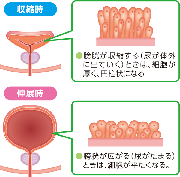 尿路上皮の収縮