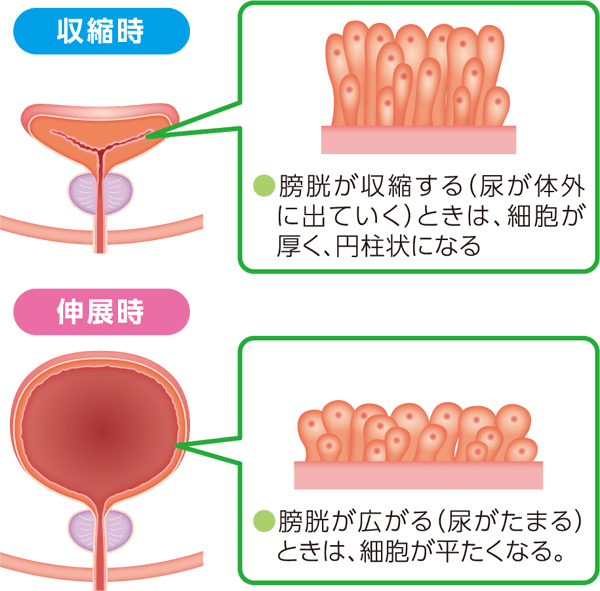 尿路上皮の収縮