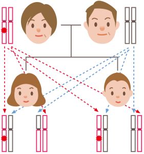 遺伝子が親から子へ引き継がれる組みあわせを表したイラスト