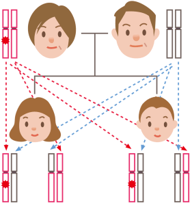 遺伝子が親から子へ引き継がれる組みあわせを表したイラスト