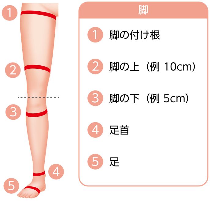 脚の太さの計測場所