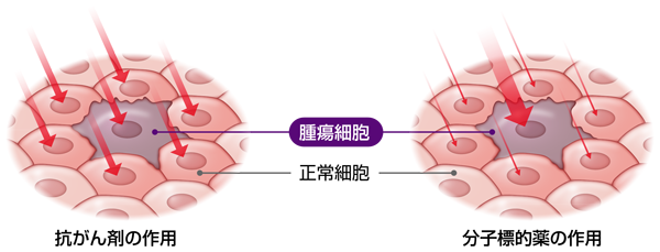 抗がん剤の作用：腫瘍細胞・正常細胞、両細胞に同様に作用する 分子標的薬の作用：腫瘍細胞に強く作用し、正常細胞には軽く作用する