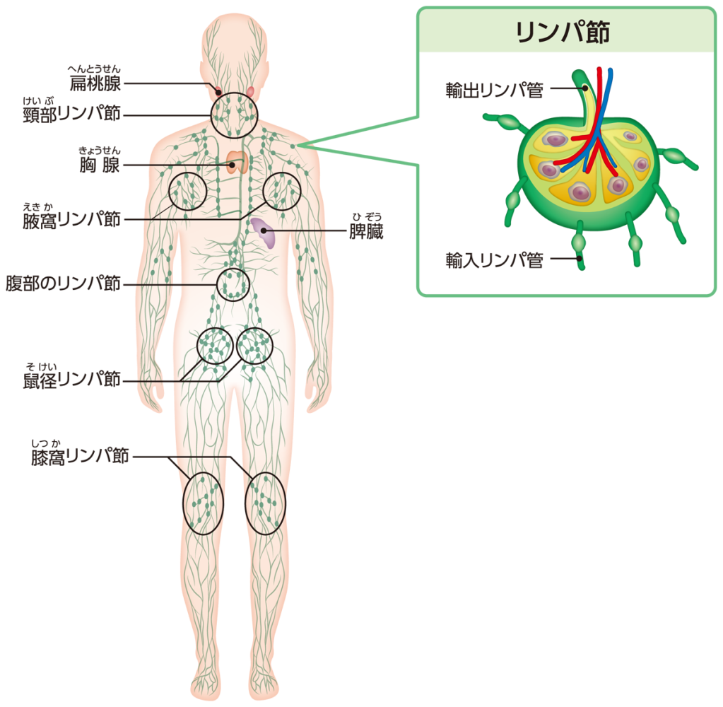 主なリンパ系組織