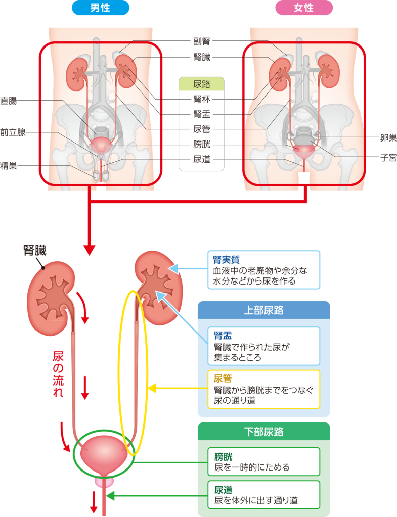 泌尿器