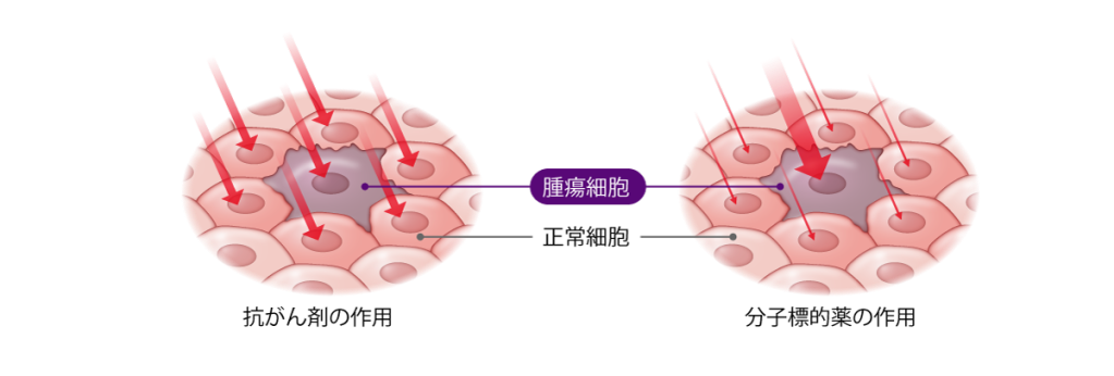 抗がん剤と分子標的薬の作用（イメージ）