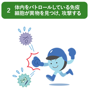 体内をパトロールしている免疫細胞が異物を見つけ、攻撃する