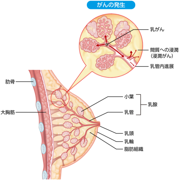 乳房の仕組みのイメージ