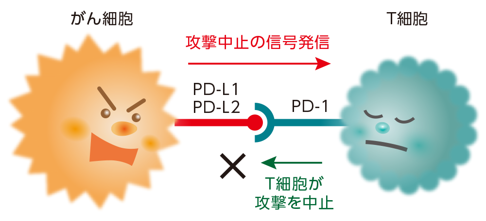 免疫チェックポイント阻害薬の作用（イメージ)