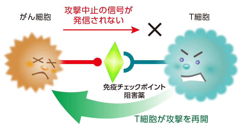 免疫チェックポイント阻害薬の作用（イメージ)​