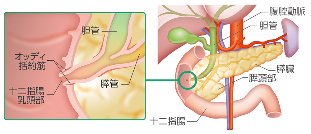 十二指腸乳頭部がんの部位のイメージ