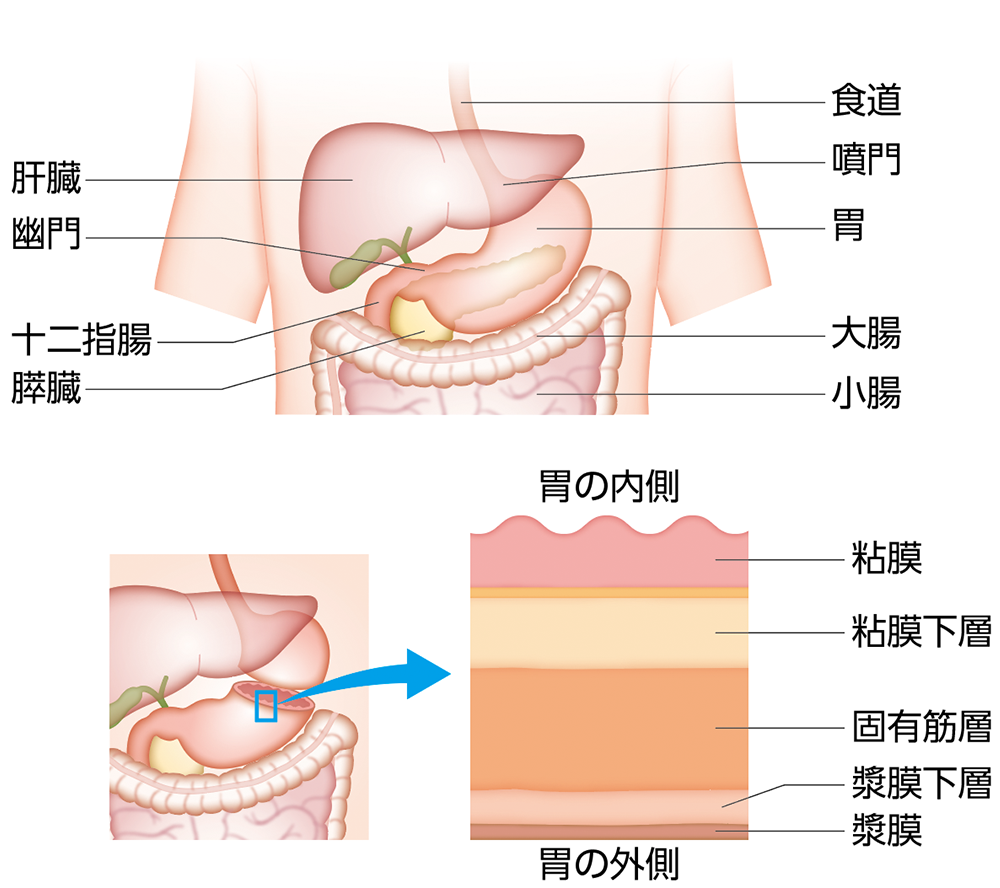 胃の構造