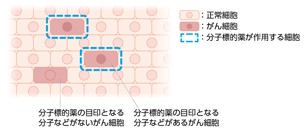 分子標的薬の作用（イメージ）