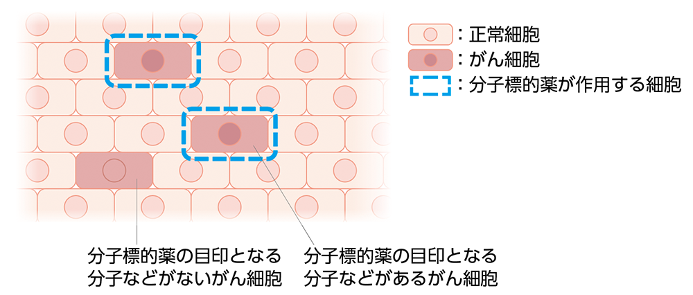 分子標的薬の作用(イメージ)