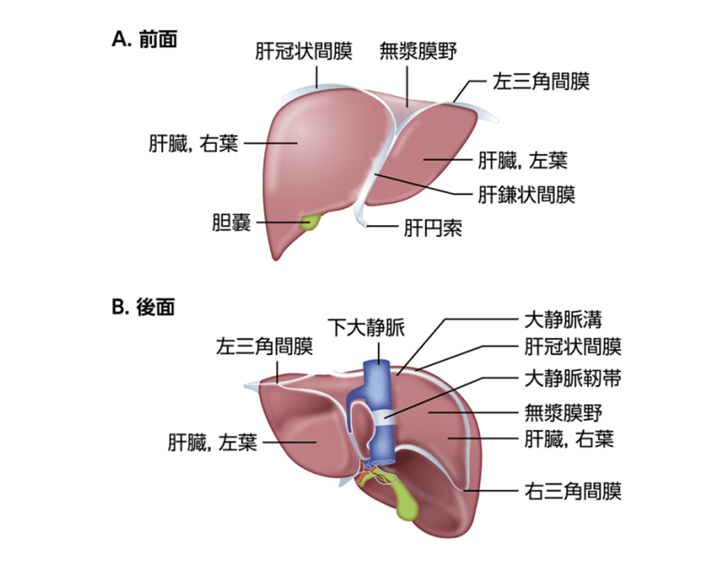 肝臓の構造のイメージ