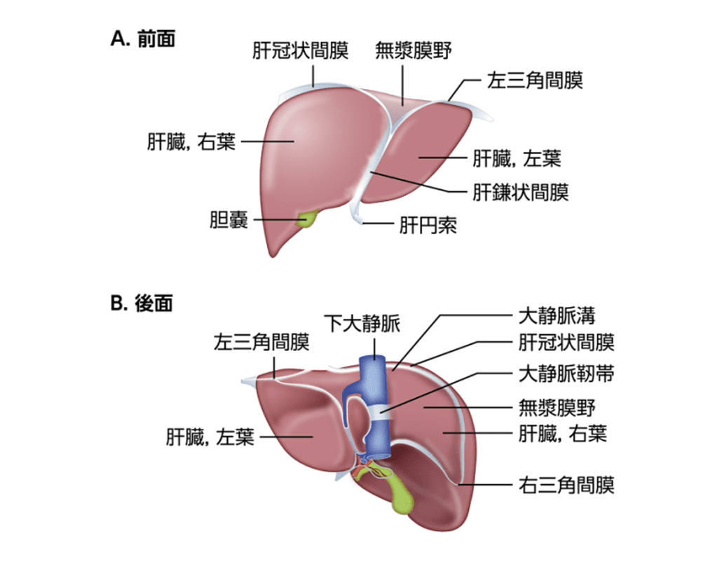 肝臓の構造のイメージ
