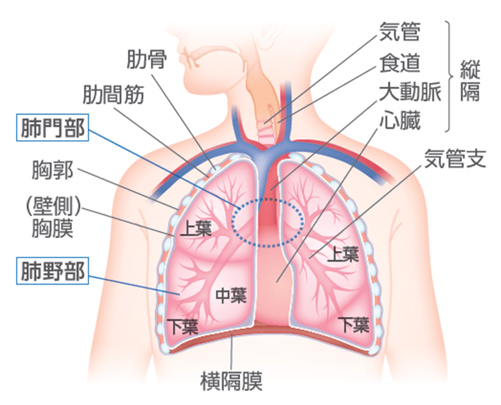 肺の構造