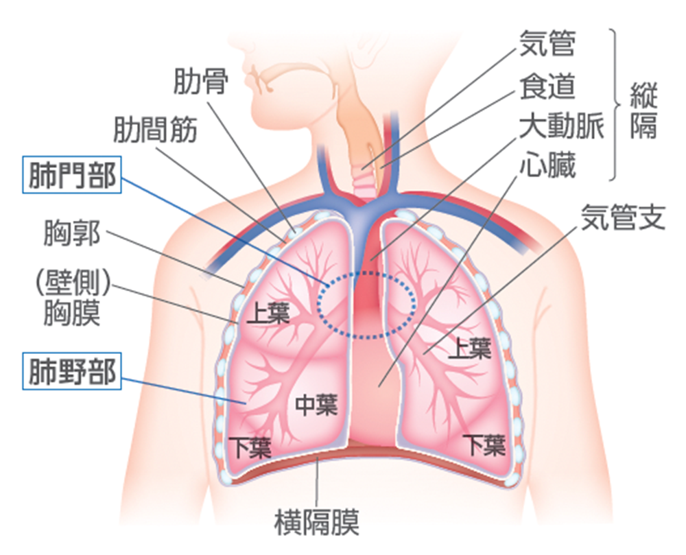 肺の構造