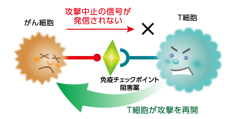免疫チェックポイント阻害薬の作用機序のイメージ