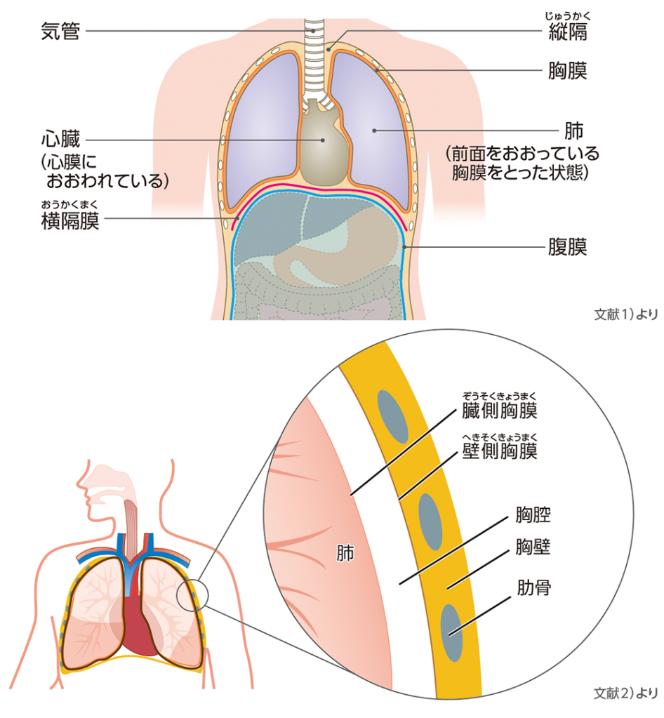 肺と胸膜の構造のイメージ