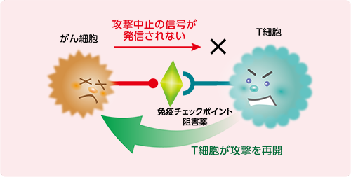 【免疫チェックポイント阻害薬のはたらき】