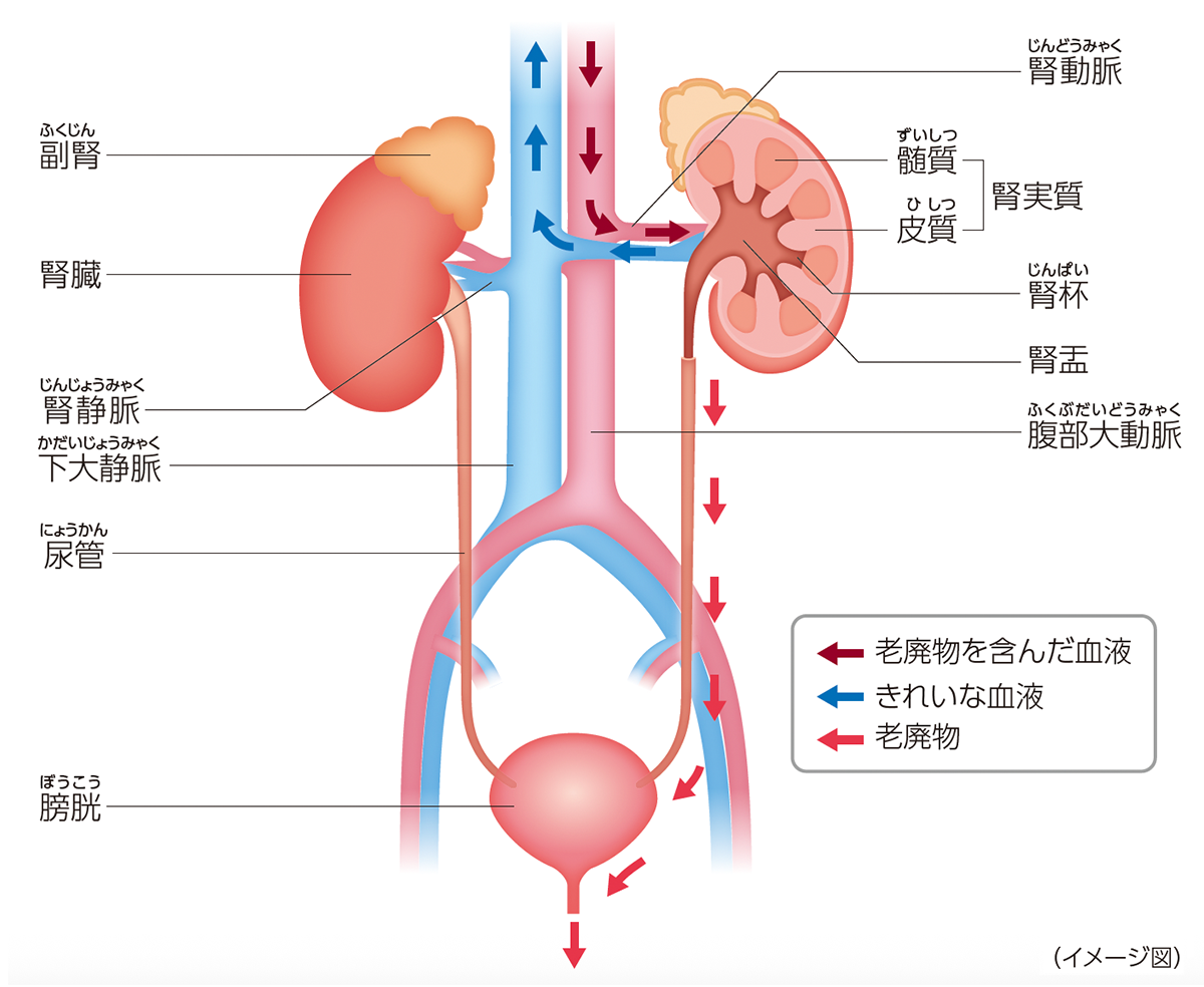 腎臓と周囲の構造