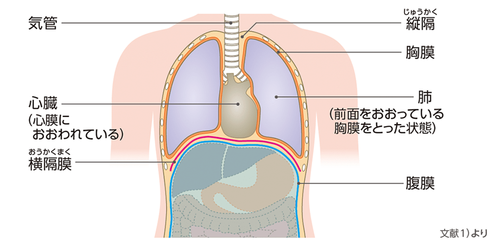 胸部および腹部の構造