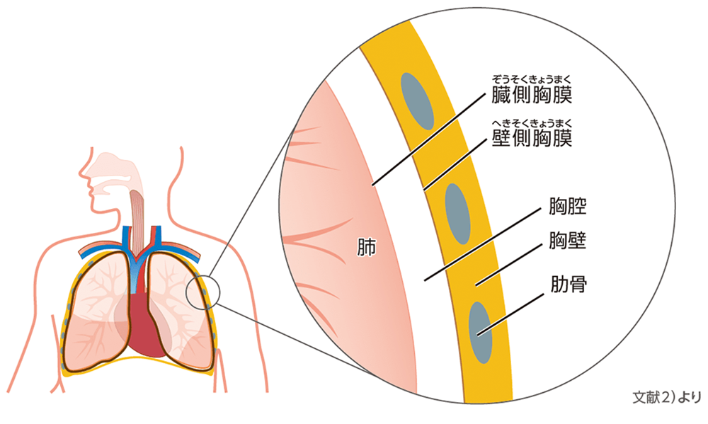 胸膜の解剖構造